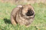 CHOW CHOW 307
